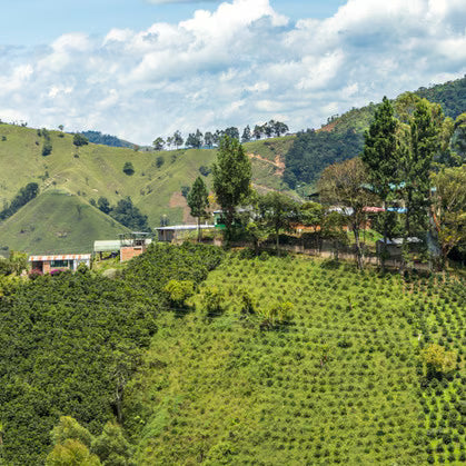 Colombia Huila Pitalito Swiss Water Decaf