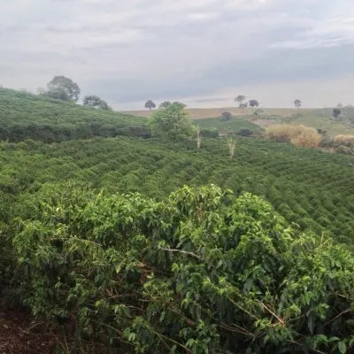 Brazil Natural Process